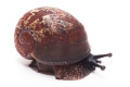 Oligospira waltoni Deniyaya, Sri Lanka juvenil F1